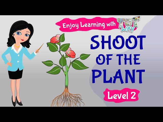 Shoot of the plant | Elementary Science | TutWay |