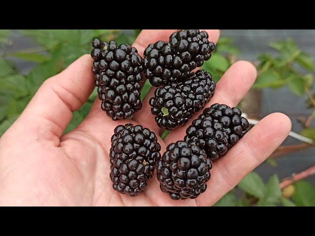 Ежевика Натчез - изумительный сорт! Начало плодоношения. Омск, 01.08.2021