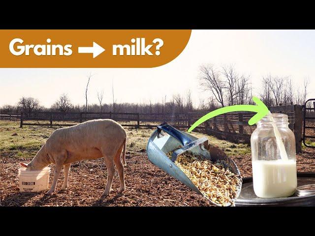 Unlock the Secrets of Dairy Sheep Feeding!