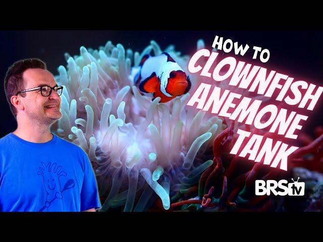 Bring the Reef Home With a Clownfish & Bubble Tip Anemone Aquarium!