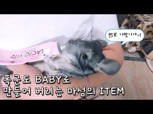 친칠라 키우기 - 칠라를 아기로 만들어 버리는 It item (baby chincilla)