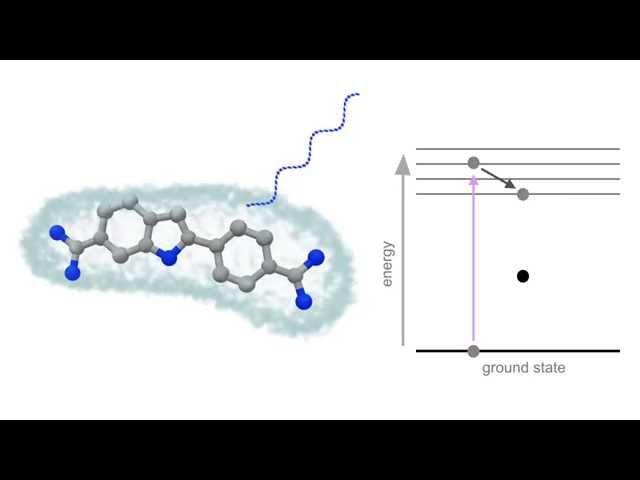 Fluorescence Animation