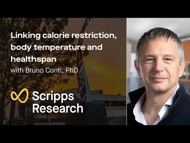 Linking calorie restriction, body temperature and healthspan with Bruno Conti, PhD