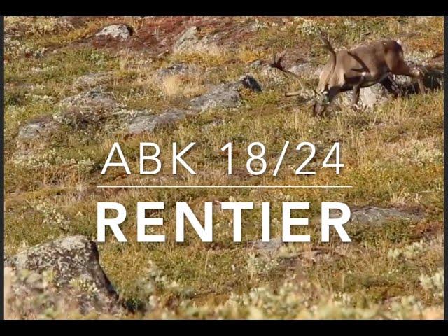 Reindeer cannot fly, but can migrate long distances. (ABK 18/24)