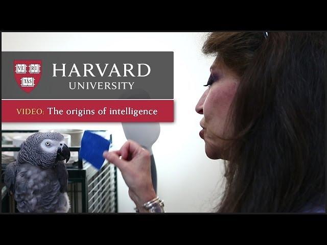 Talking parrots and the origins of human intelligence