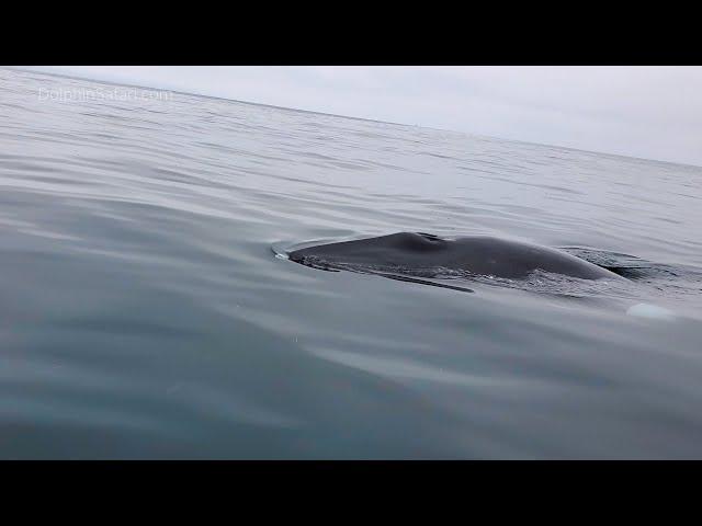 Whale Watching Captain’s Wife & Daughter Mugged…by a Minke Whale! | Capt. Dave's Whale Watching