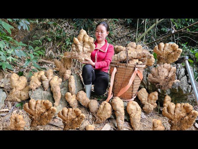 Huong's lucky day - Harvesting many strange potatoes to sell at the market | Pet Care.