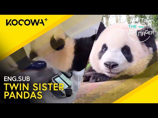 Meet The Twin Sister Pandas: Rui Bao & Hui Bao!  | The Manager EP306 | KOCOWA+