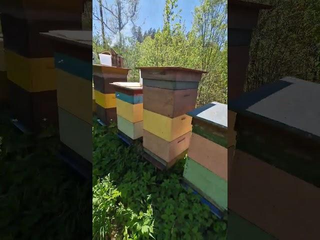Хорошая пасека ! #пчеловодство #bee #пчёлы #beekeeper #2024 #пасека #honey #beekeeping