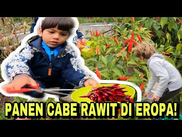 PANEN CABE RAWIT JOOOSS!!!