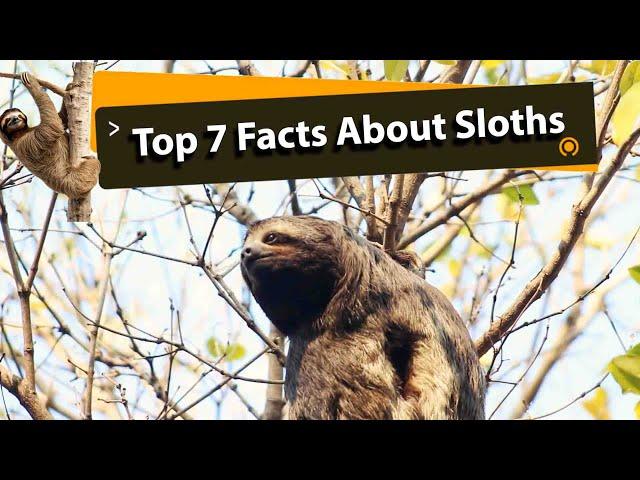 Top 7 Amazing Facts About The Sloths!