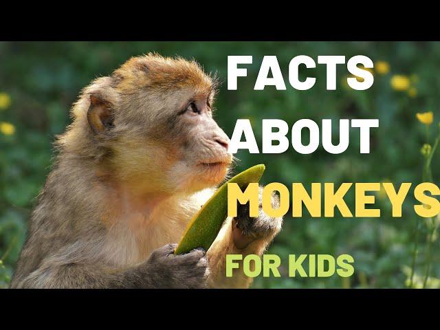 About Monkeys Facts | Lesson For Children About Monkeys, Their Diets, Habitats