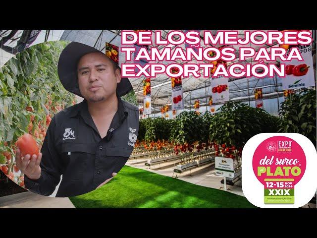 Gigantes, grandes y medianos, los jitomates que presenta Semillas Martínez en la Agroalimentaria Gto