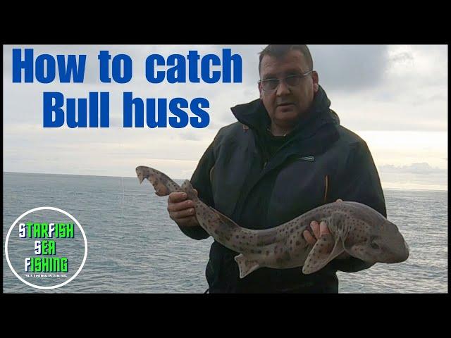 Bull huss fishing guide from the shore.