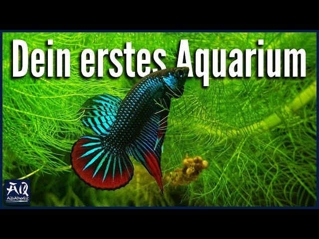 3 wichtige Tipps zum Aquariumkauf | AquaOwner