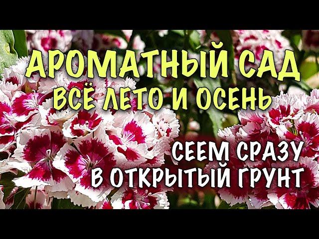 БЕЗ РАССАДЫ! Сеем СРАЗУ В ОТКРЫТЫЙ ГРУНТ! ЛУЧШИЕ АРОМАТНЫЕ ОДНОЛЕТНИКИ. ЦВЕТУТ до ЗАМОРОЗКОВ!