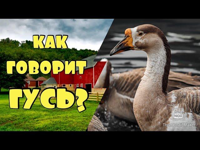 КАК ГОВОРИТ ГУСЬ / ЗВУКИ ГУСЯ  #гусь #звуки_гуся #домашние_животные