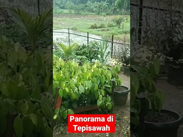 Panorama di Tepi sawah