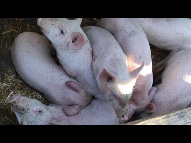 БАЗАРКАТАСТРОФАЗМІНИ та  ЦІНИ на МАЛИХ ПОРОСЯТ