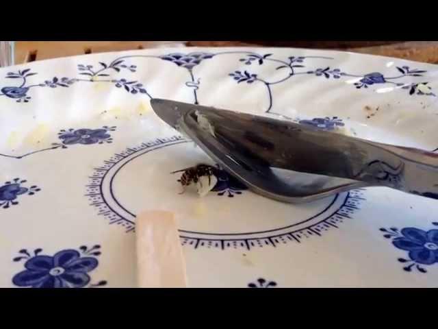 Wasp stealing fish from my plate.