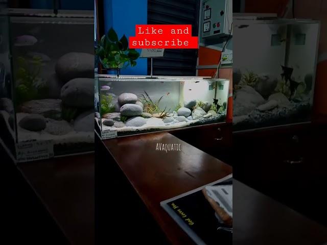 Simple scape#aquarium #aquarius #aquariumfish #vlog