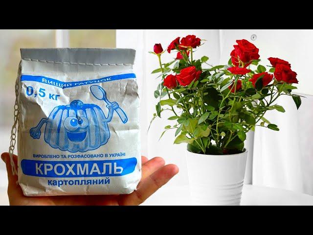 Лавровый Лист + Крахмал Для Чахнущего Комнатного Растения Оживают Все!