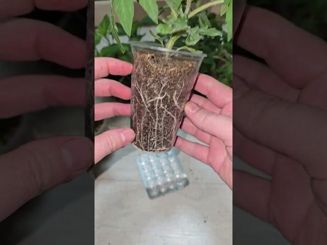 1 таблетка и рассада толстеет на глазах, из чахлой в мощную за пару дней  #plants #garden #огород