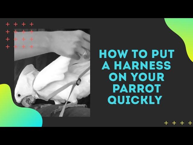 How to put an Aviator Bird Harness on a Parrot in 30 seconds and Review