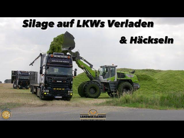 Silage Logistik der anderen art! Agrarlohn Müritz lädt mit Claas Torion 1913 & Häckselt Jaguar 990