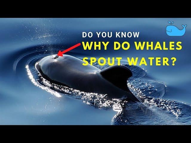 Do You Know Why do Whales Spout Water? | Some Amazing Facts about the Whales |
