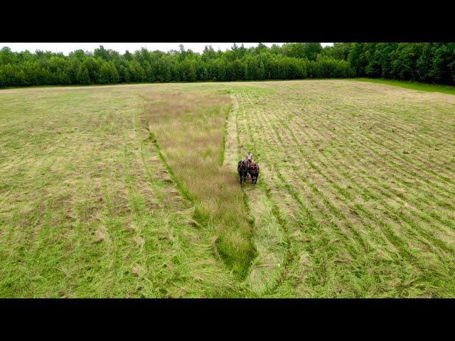 AMAZING VIEWS of Draft Horses Mowing Hay!! // Farming with Draft Horses #508