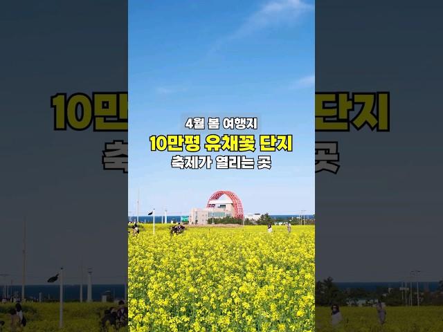 10만평 이상의 유채꽃과 바다가 있는 4월여행지, 지금 예쁘게 피었습니다 #유채꽃축제 #유채꽃 #포항유채꽃 #포항호미곶 #호미곶유채꽃 #포항호미곶유채꽃