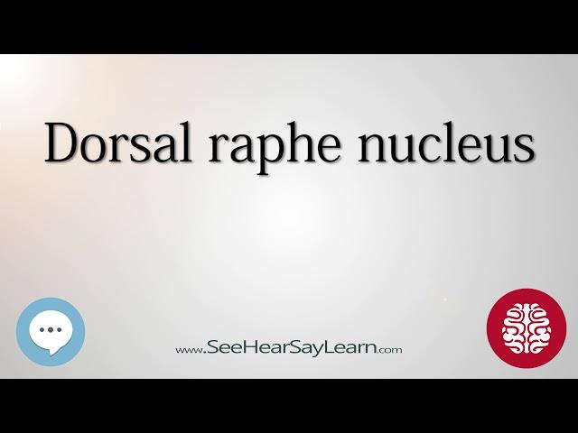 Dorsal raphe nucleus   Anatomy of the Brain   SeeHearSayLearn 