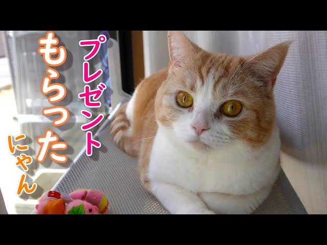 最高のプレゼントが届きました【スコティッシュフォールド】【アビシニアン】