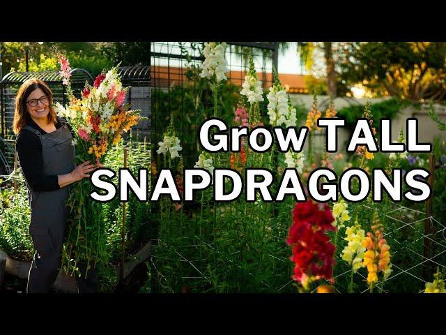 SNAPDRAGON GROWING GUIDE: 5 Essential Tips