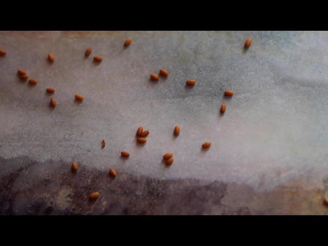 Gardencress Pepperweed seeds - Lepidium sativum attraxa
