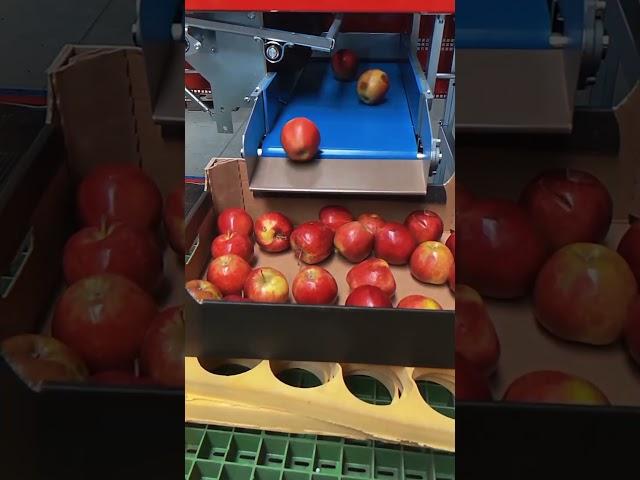 SORTER. Тестовые запуски сортировочной линии для яблок  #садоводство #сортировка #яблоки #sorter