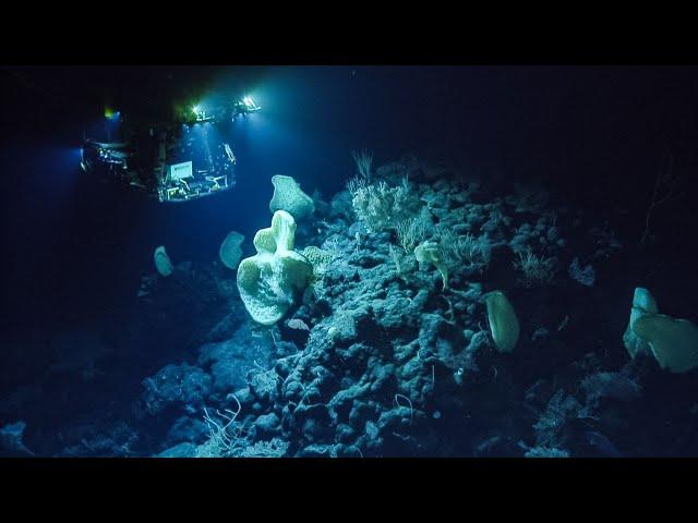 Deep Ocean Narrated by David Attenborough | National Geographic Documentary