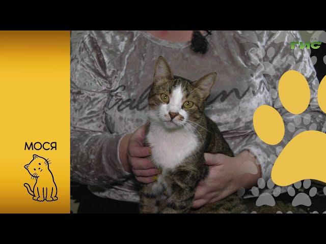 "Приют "Хати" / "Хочу домой!" от 26.11.2021