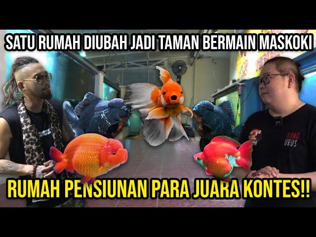 SATU RUMAH DIUBAH JADI TAMAN BERMAIN MASKOKI, RUMAH PENSIUNAN PARA JUARA KONTES!! JAVA GOLDFISH