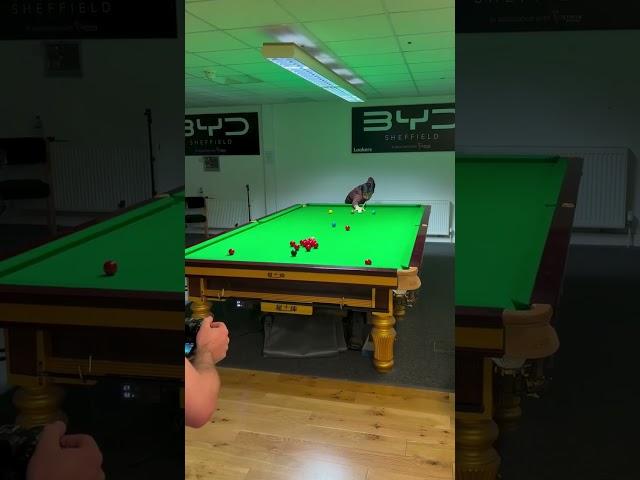 Rare footage of Zhao Xintong missing a pot!!!! It was the day after his World Snooker championship