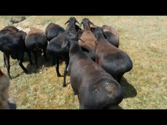 Powerful sheep in the mountains. Hissar Rams