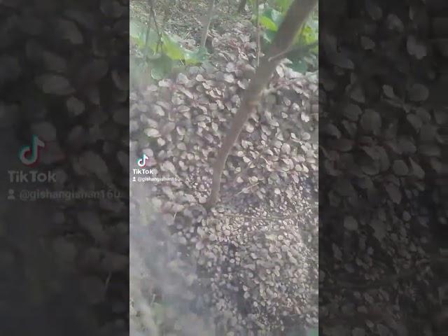 আমার শখের সবজি চাষ