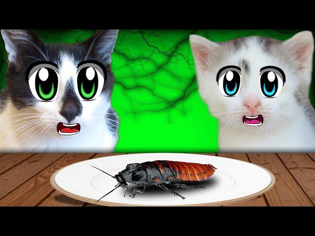 7 ПРАНКОВ над КОТАМИ ! ПРИКОЛЫ с КОТАМИ от А НУ-КА ДАВАЙ-КА