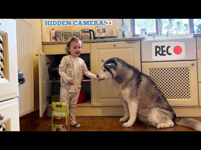 Sneaky Baby Feeds Her Husky Without Dad Knowing!. [HIDDEN CAMERA!!]