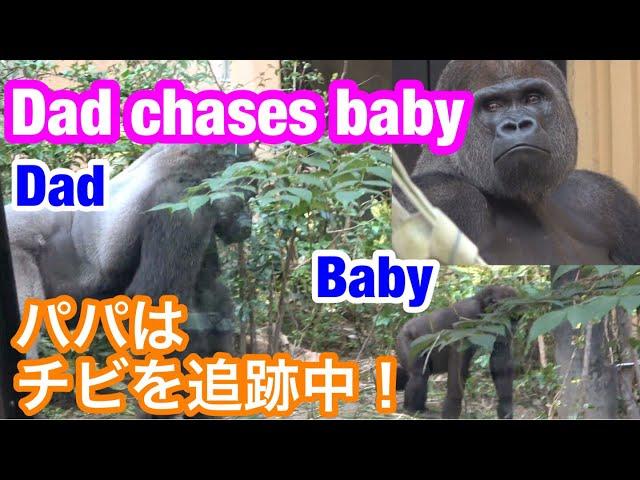 Dad gorilla tracks down baby gorilla!父ゴリラはチビゴリラを追跡する!【Gorilla ゴリラ】京都市動物園