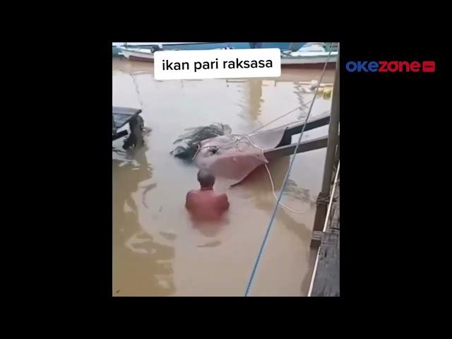 Viral! Ikan Pari Raksasa Langka Ditangkap Warga di Sungai Mahakam