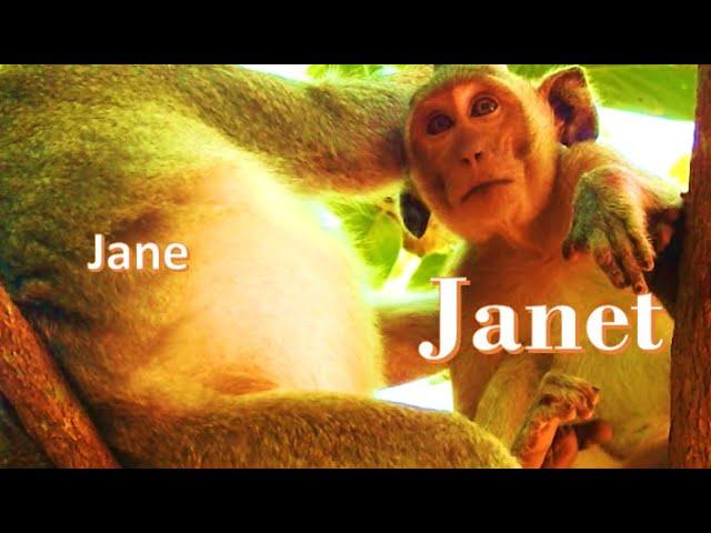 janet monkey got comfort Milk from Jane monkey mother