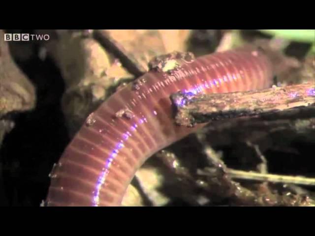 The Amazing World Of Earthworms In The UK - Springwatch - BBC Two