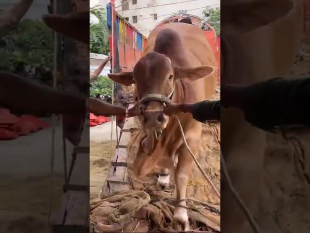 Unloading Tiger heavy weight bull qurbane cow